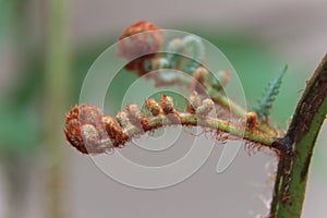 Young tree fern leaf