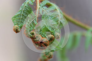 Young tree fern leaf