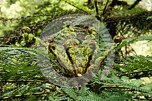 Young tree fern with unfurling leaves