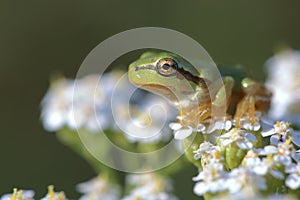 Young tree frog Hyla arborea is sitting on flower