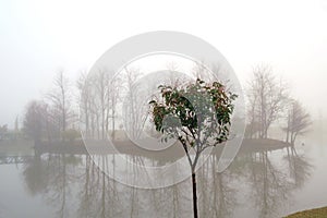 Young tree in front of smoggy misty isle