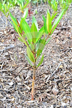 Young tree for global worming photo