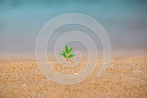 A young tree is growing over sand, on the beach. Growth environment concept.