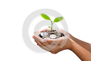 young tree growing on pile of money in hand isolate white background