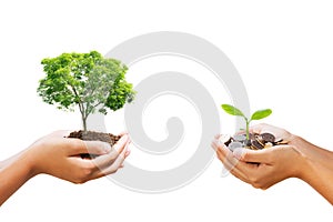 young tree growing on pile of money in hand isolate white background