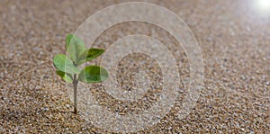 The young tree is growing on the sand