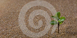 Young tree growing on sand