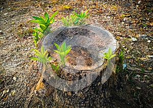 Young tree growing from stump, hope, rebirth,new life concept