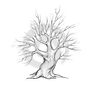 Young Tree with heart