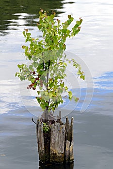 Young tree on the lake