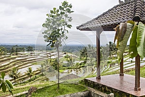 Young tree next to a gazebo, with view to the wet rice paddy fields and palm trees in Jatiluwih, Bali island.