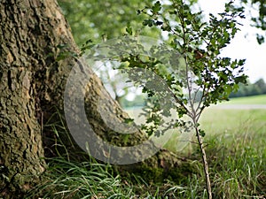 A young tree next to the trunk of an old big tree