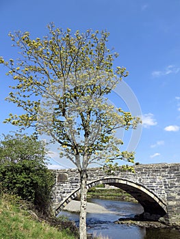 Young tree, old bridge, blue sky.