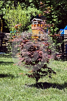 Young tree of palmate maple. Japanese maple tree Atropurpureum