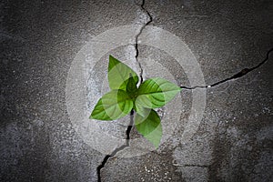 Tree plant growing through the cracked concrete floor