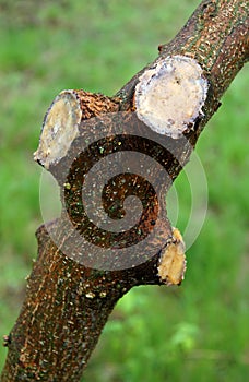 Young tree after pruning