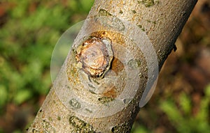 Young tree after pruning