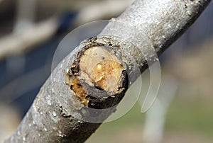 Young tree after pruning