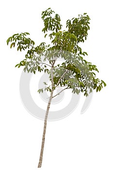 Young tree rubber on white background.