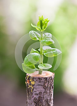 Young tree seedling grow from stump