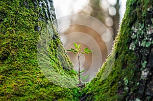 Young tree seedling