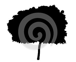 Young Tree Silhouette