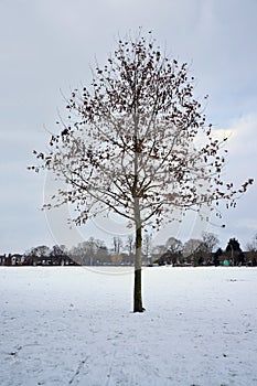 Young tree in a snow covered park field 