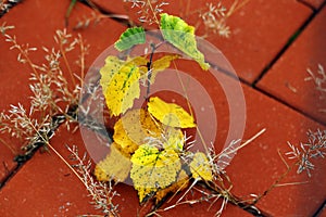 Young tree spring with yellow leaves on red tiled pavement