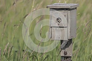 Young Tree Swallow