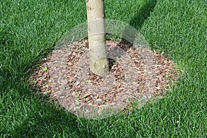 Young tree trunk planting in mulching pine bark wood cheeps