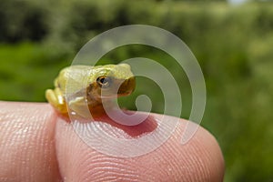 Young treefrog, Hyla arborea,