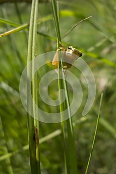 Young treefrog, Hyla arborea,