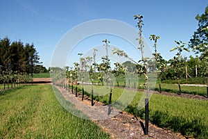 Young trees in cider apple orchard