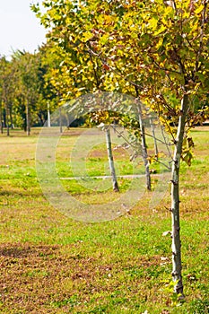 Young trees in the first days of october.