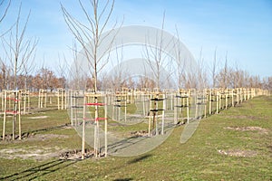 Young trees planted in a row in the new city park. Young trees with protective support. Alley of young trees neatly planted and