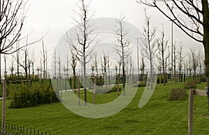 Young trees and fresh green grass in new park in cloudy day