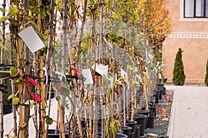 Young trees in plastic pots