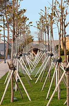 Young trees with props in a park