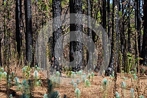 young trees, tree seedlings in forest - burned pine forest