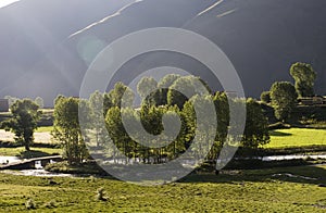 Young trees under sun light.