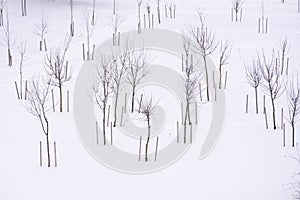 Young trees in a winter landscape