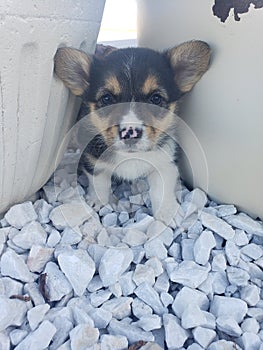 Young tri colored corgi puppy standing