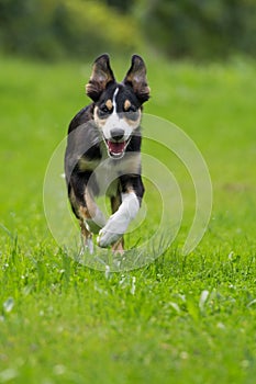 Young tricolor border collie dog running in a meadow