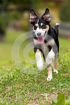 Young tricolor border collie dog running in a meadow