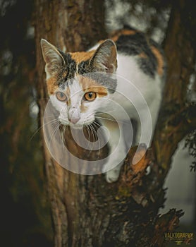 young tricolor cat playing in a tree