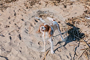 Young tricolor cavalier king charles spaniel dog playing and running with stick in winter forest