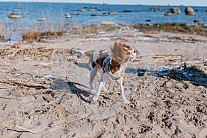 Young tricolor cavalier king charles spaniel dog playing and running with stick in winter forest