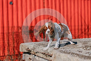 Young tricolor cavalier king charles spaniel dog playing and running with stick in winter forest