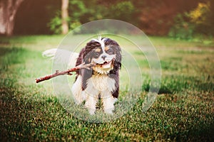 Young tricolor cavalier king charles spaniel playing with stick in summer
