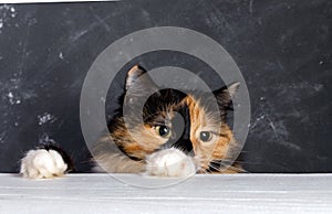 Young tricolor domestic cat looking out from behind white wooden table on dark background.